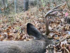 OUTDOORS NOTEBOOK: Backstrap for Thanksgiving dinner